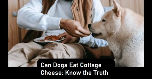 Can Dogs Eat Cottage Cheese: Know the Truth