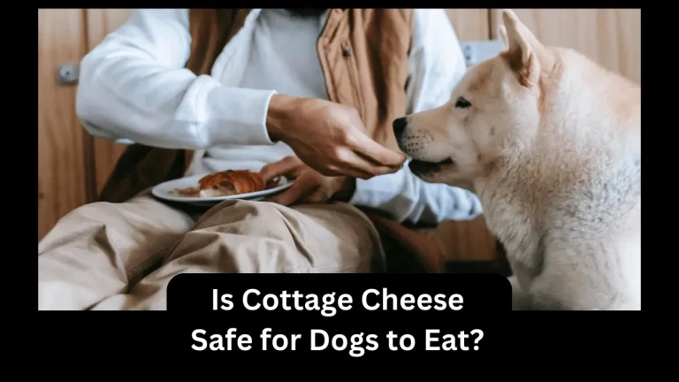 Is Cottage Cheese Safe for Dogs to Eat?