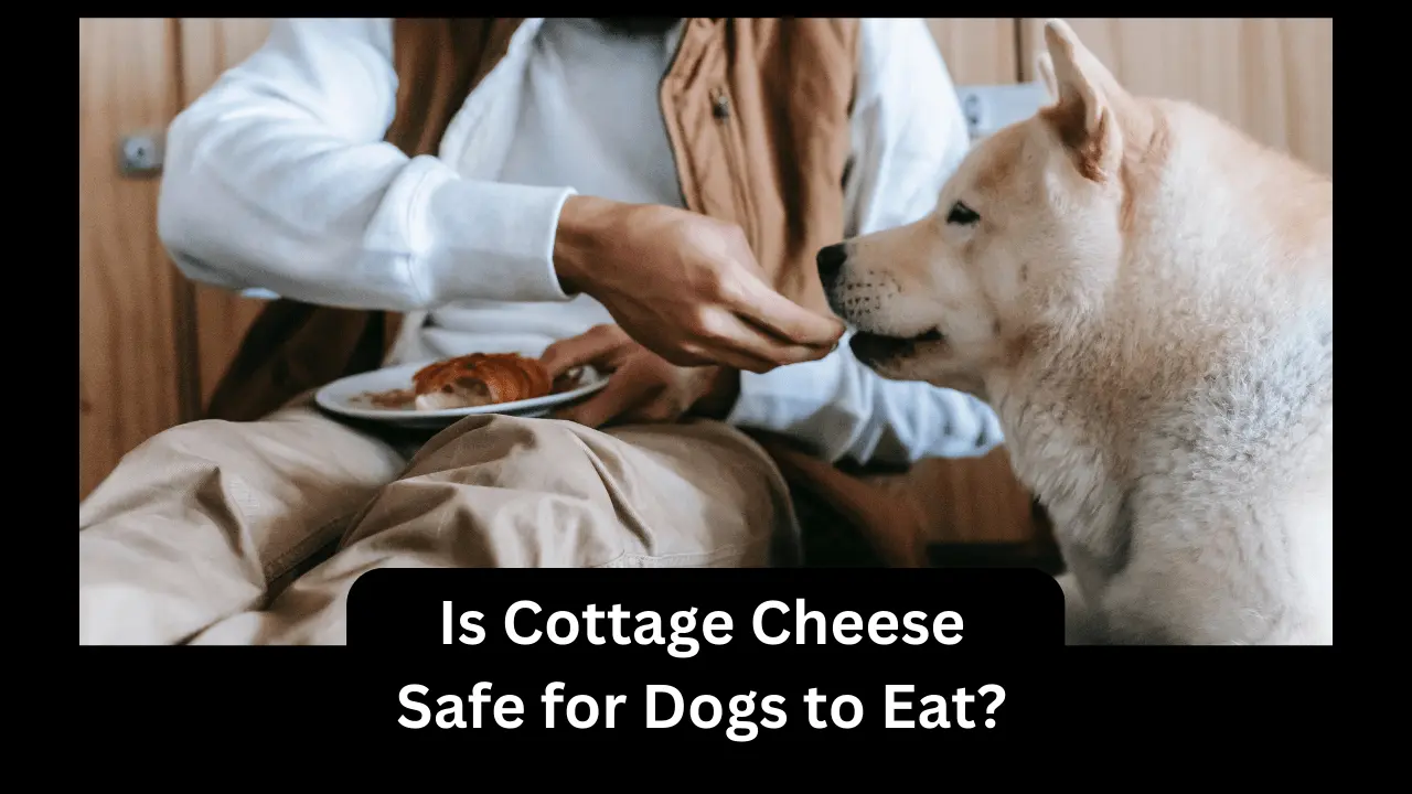 Is Cottage Cheese Safe for Dogs to Eat? Growsplash