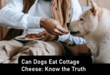 Can Dogs Eat Cottage Cheese: Know the Truth Can Dogs Eat Cottage Cheese: Know the Truth
